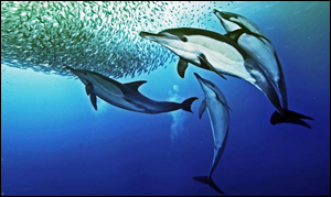 dolphin
