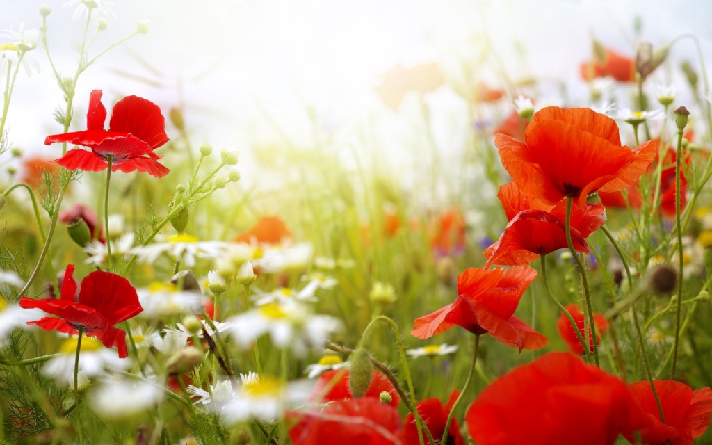 flowers