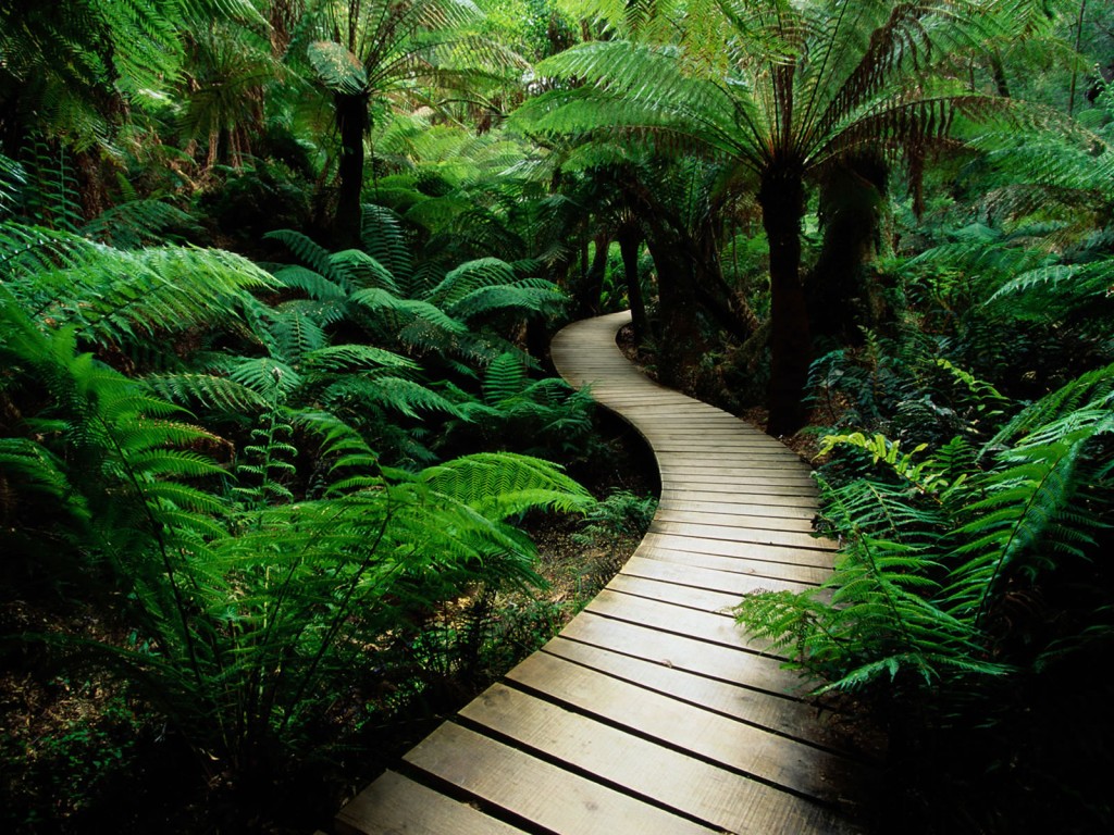 nature_wallpaper7