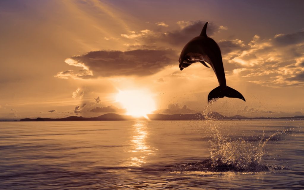 dolphin-animal-beautiful-beauty-clouds-dolphin-dolphins-gloden-lovely-mammal-nature-ocean-peaceful-photography-pretty-rays-reflection-sea-silhouette-sky-splendor-sun-sunlight-su